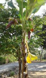 PISANG AMBON BERCABANG TIGA